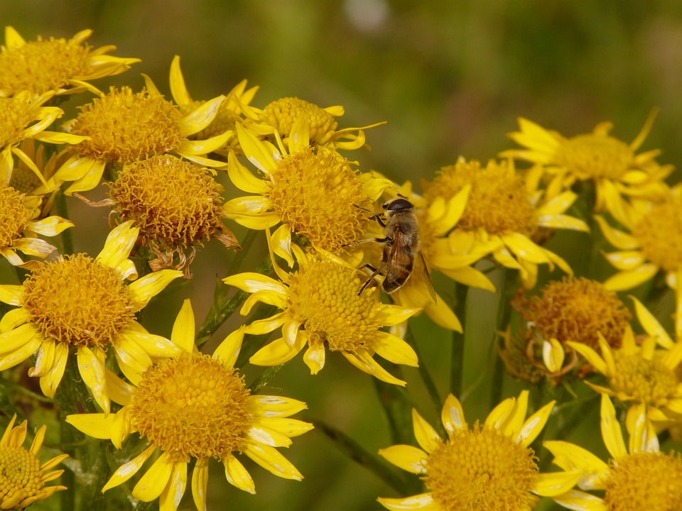 arnica-montana-bald-mountain-science