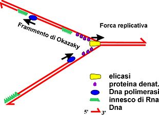 La Sintesi O Replicazione Del DNA