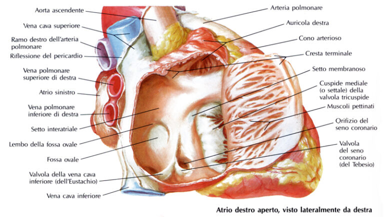 La Struttura Interna Del Cuore Latrio Destro Sintesi Bald