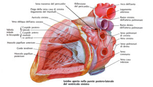 La Struttura Interna Del Cuore Il Ventricolo Sinistro Sintesi