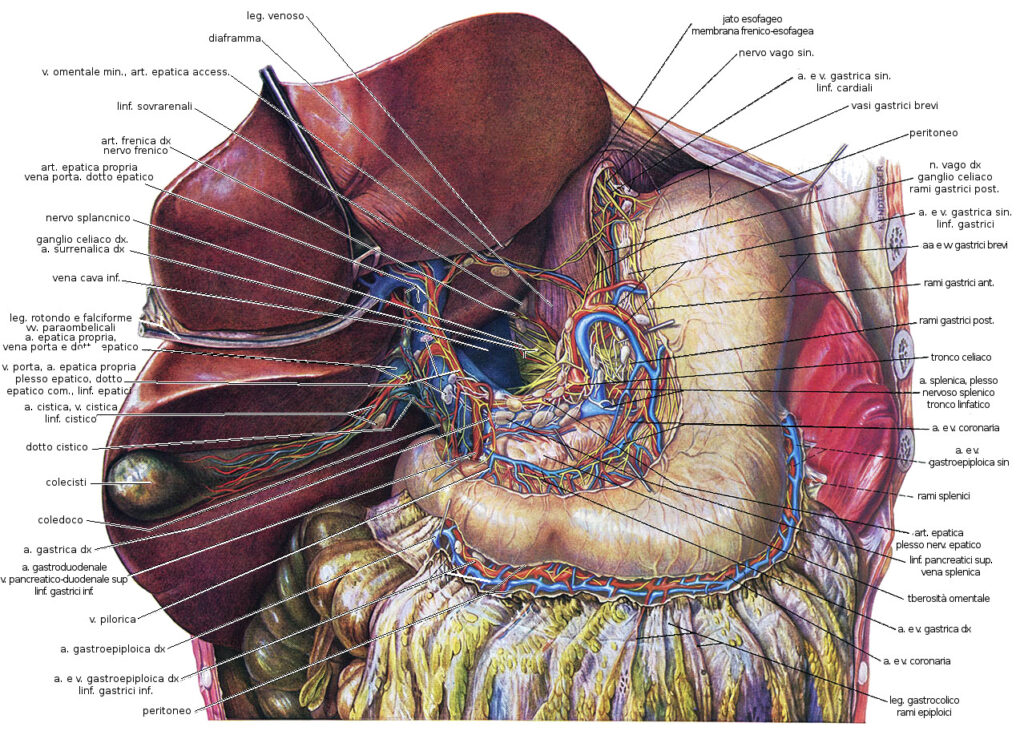 Anatomia Macroscopica E Microscopica Dello Stomaco Bald Mountain Science