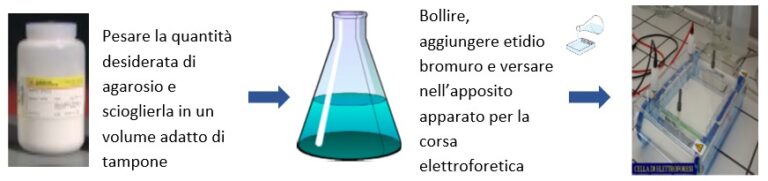 Tecniche Elettroforetiche Per Lo Studio Di Proteine E Nucleotidi