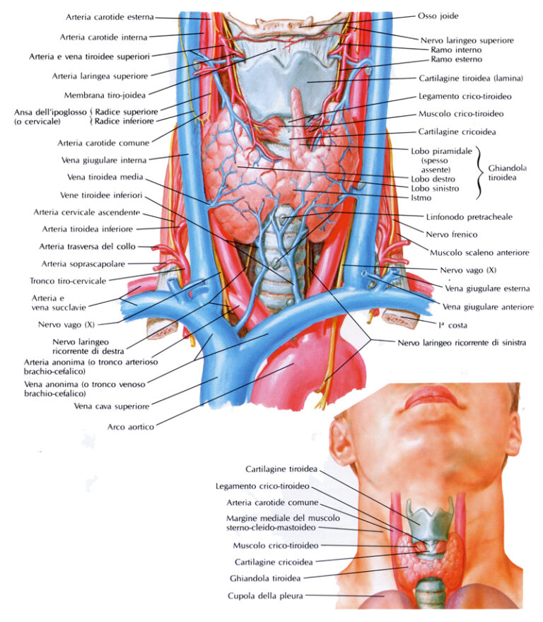 Anatomia Macroscopica E Microscopica Della Tiroide Bald Mountain Science