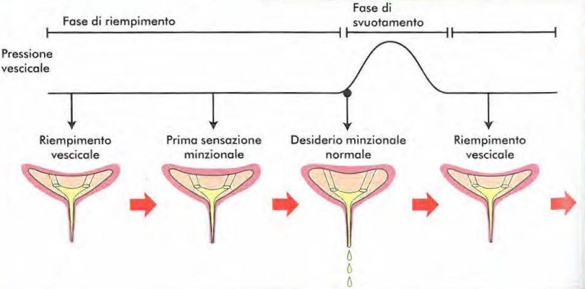 Cure Non Farmacologiche Per La Vescica Iperattiva - Dr. Andrea Militello Urologo Andrologo - Foto 13