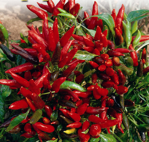 Peperoncino - Bald Mountain Science