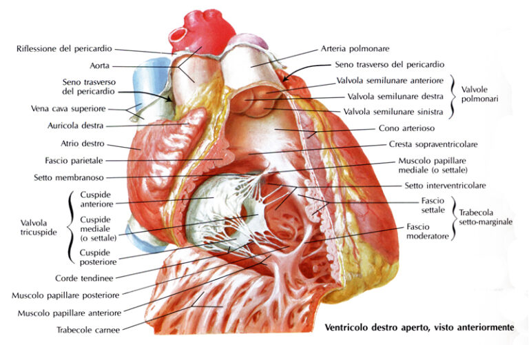 La struttura interna del cuore – L’atrio destro (sintesi) – Bald