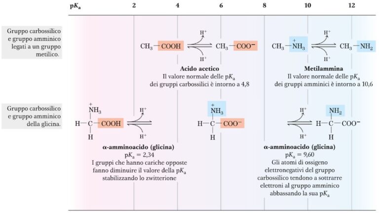 Macromolecole organiche: gli amminoacidi – Bald Mountain Science