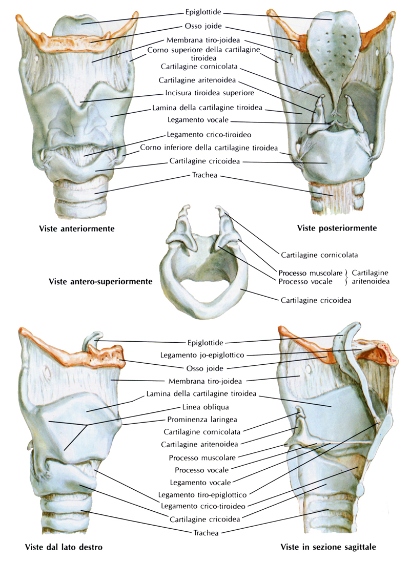 Anatomia Della Faringe