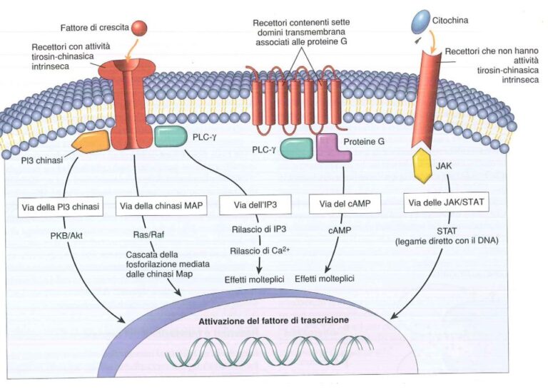 I Recettori Di Superficie E Le Principali Vie Di Trasduzione Di Un ...