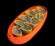 Le funzioni del mitocondrio ipa_dndx1t_web.630×360