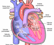 Shock ostruttivo extra‑cardiaco: fisiopatologia, diagnosi e gestione terapeutica ventricolare